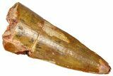 Cretaceous Fossil Crocodylomorph Tooth - Morocco #368166-1